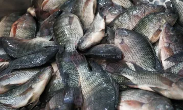 Projeto na Câmara propõe proibir importação de tilápia para proteger produção nacional
