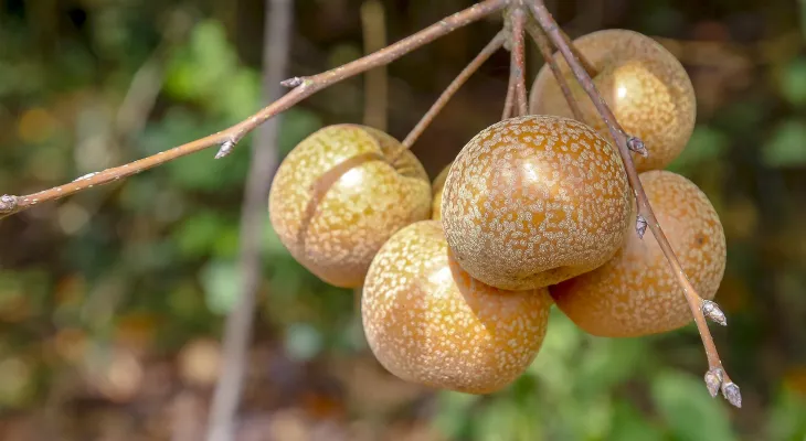 Cultura da pera volta a crescer no Paraná após uma década; produção se concentra em Araucária