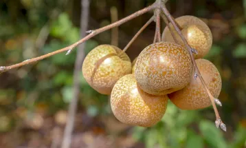 Cultura da pera volta a crescer no Paraná após uma década; produção se concentra em Araucária