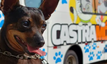 Castramóvel desembarca no Interlagos para castração gratuita de 80 cães e gatos