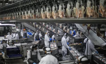 Paraná exportou frango para 150 mercados internacionais em 2025, maior patamar do País