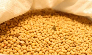 IBGE eleva estimativa e Paraná deve colher 22,3 milhões de toneladas de grãos em 2026