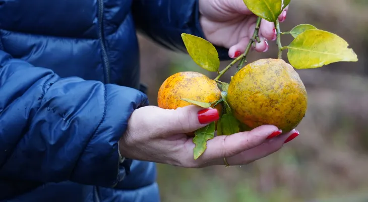 Adapar publica novas regras contra o Greening no Paraná: veja prazos e obrigações