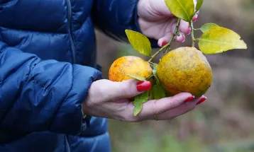 Adapar publica novas regras contra o Greening no Paraná: veja prazos e obrigações
