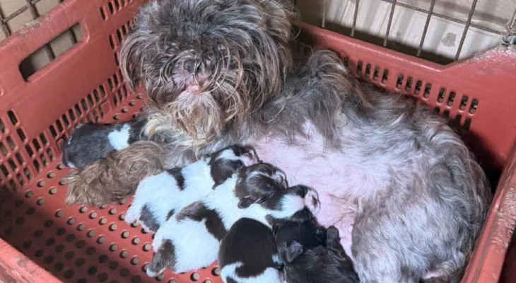 Veterinária é presa em Curitiba com 80 cães em situação de maus-tratos