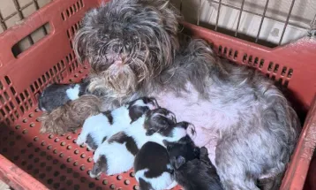 Veterinária é presa em Curitiba com 80 cães em situação de maus-tratos