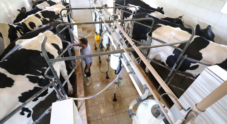 Paraná bate recorde na produção de frangos, suínos, bovinos, leite e ovos em 2025