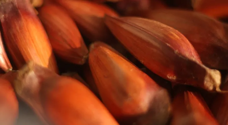 IAT adia início da colheita para garantir maturação das pinhas