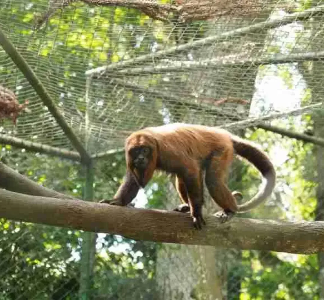 Prefeitura abre licitação para revitalizar entorno do Zoológico de Cascavel