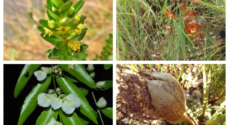 À Beira do Abismo: Novo estudo alerta para 300 espécies de plantas ameaçadas de extinção no Paraná