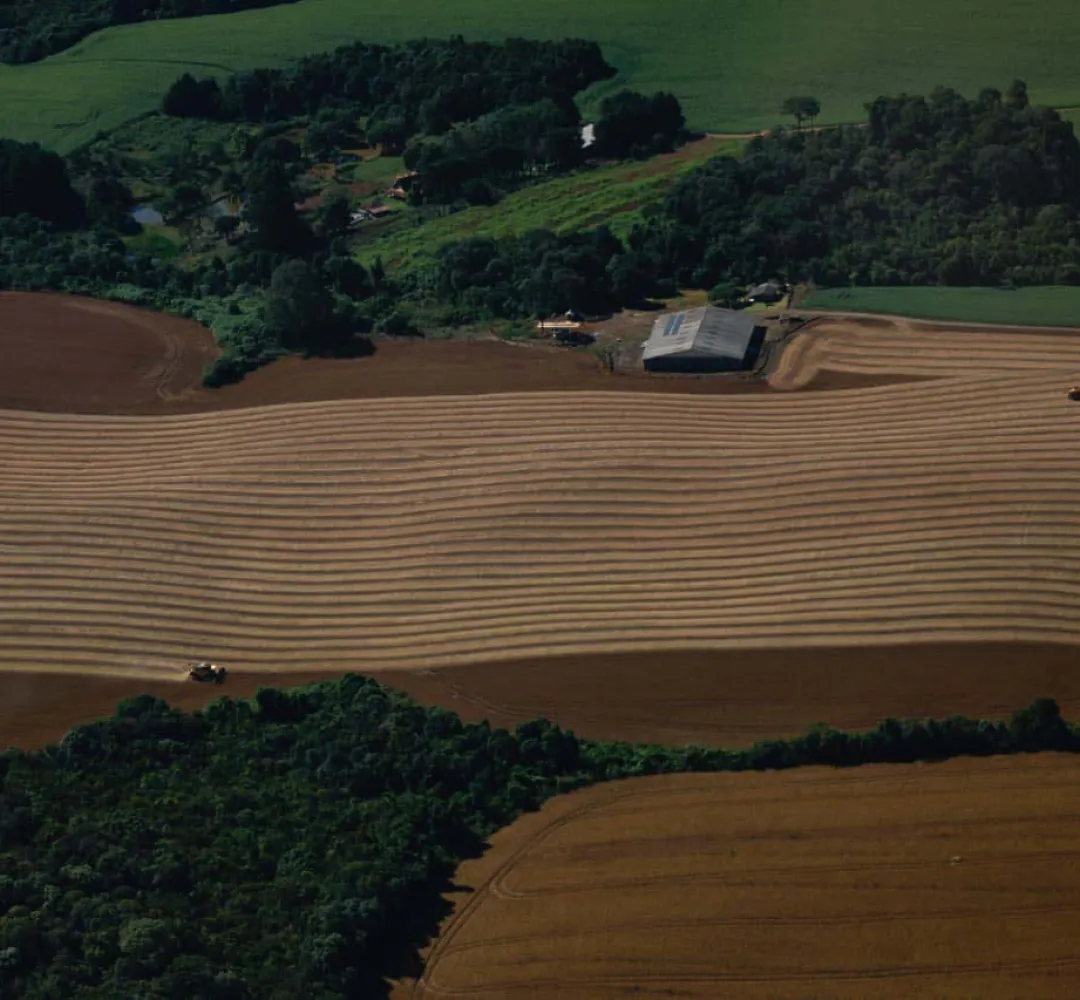 Paraná registra maior rendimento de milho da história e consolida liderança nas carnes