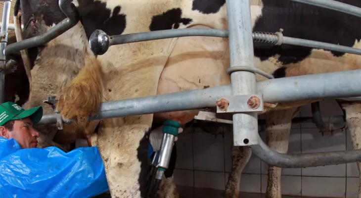 Cadeia do leite manifesta preocupação com proposta de redução da jornada de trabalho