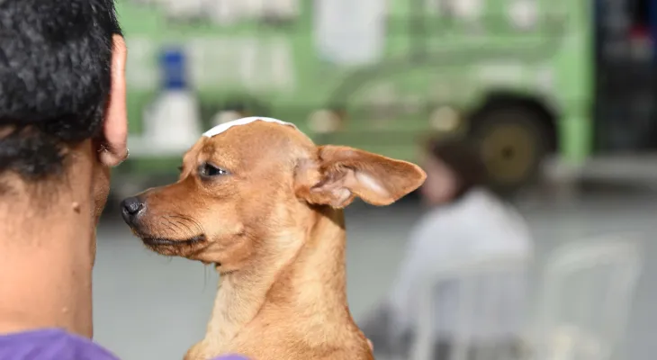 CastraPet Paraná anuncia agenda de abril: Veja as cidades que recebem o programa gratuito