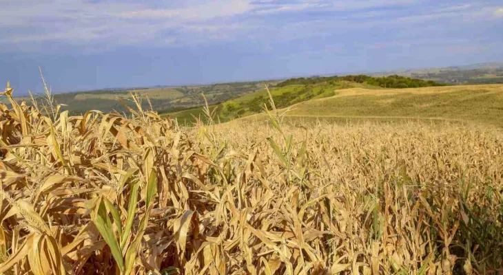 Estiagem leva 12 municípios do Paraná a decretarem situação de emergência