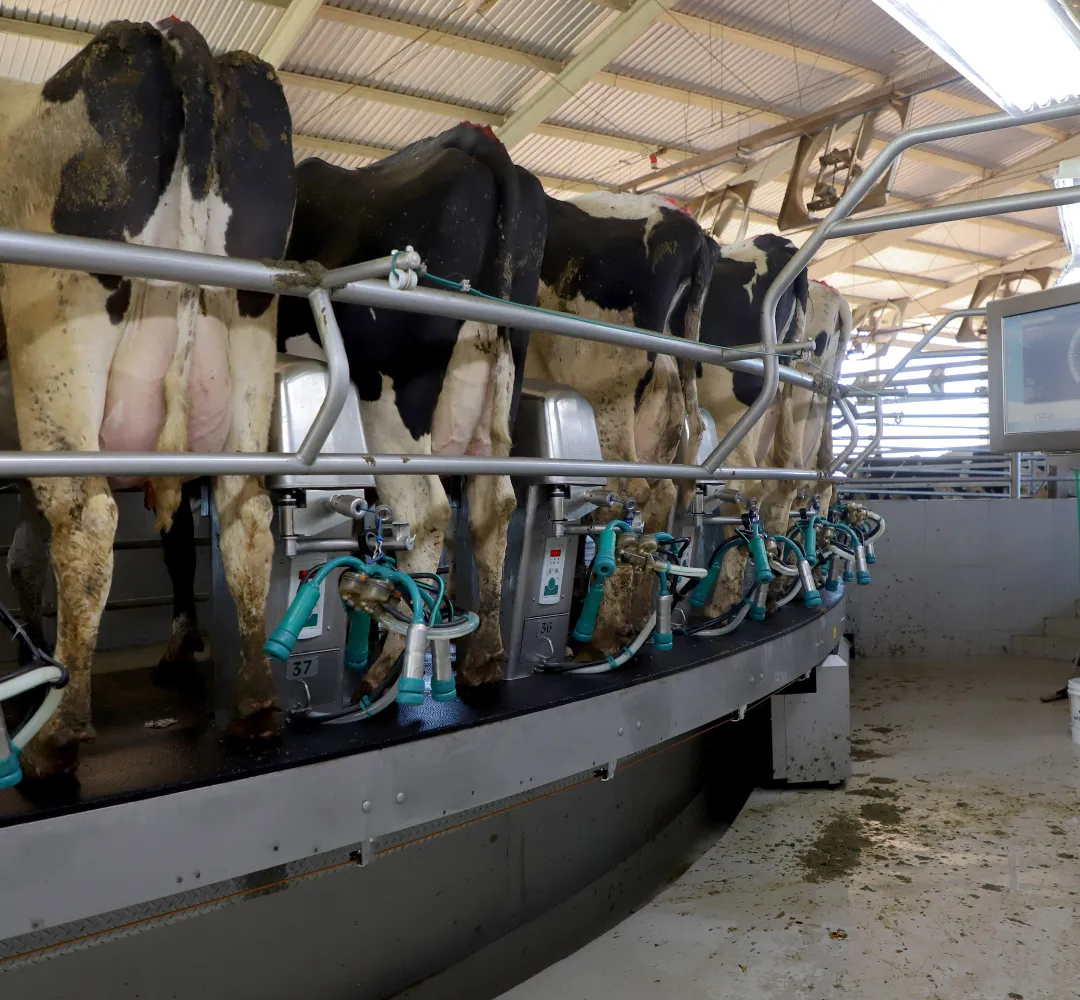 Leite e cebola disparam no Paraná: Veja o que diz o novo boletim do Deral