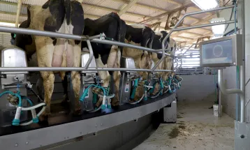 Leite e cebola disparam no Paraná: Veja o que diz o novo boletim do Deral