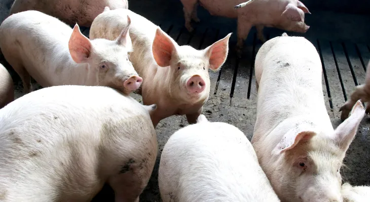 Paraná se consolida como o maior fornecedor de carne suína do Brasil em 2025