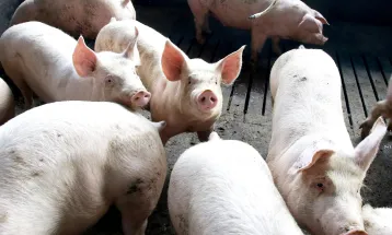 Paraná se consolida como o maior fornecedor de carne suína do Brasil em 2025