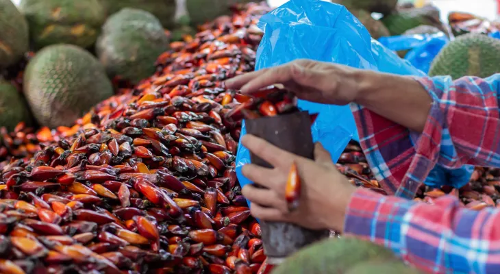 Temporada do pinhão começa oficialmente hoje (15) no Paraná