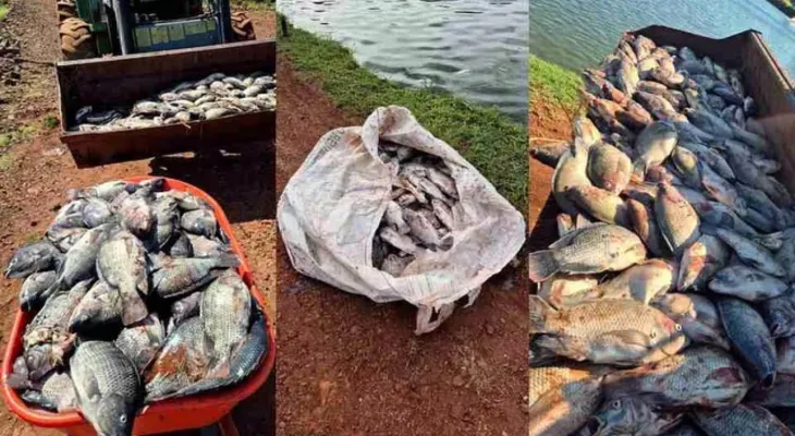 Queda de energia causa prejuízo de mais de R$ 100 mil e morte de 25 toneladas de peixes em Nova Aurora