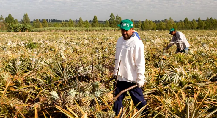 Sistema FAEP critica proposta de jornada 6×1 e aponta impacto bilionário no agro
