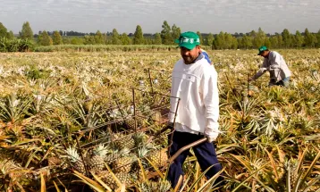 Sistema FAEP critica proposta de jornada 6×1 e aponta impacto bilionário no agro