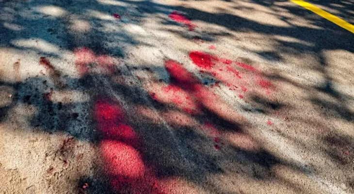 Homem mata pitbull a tiros após ataque em Cascavel