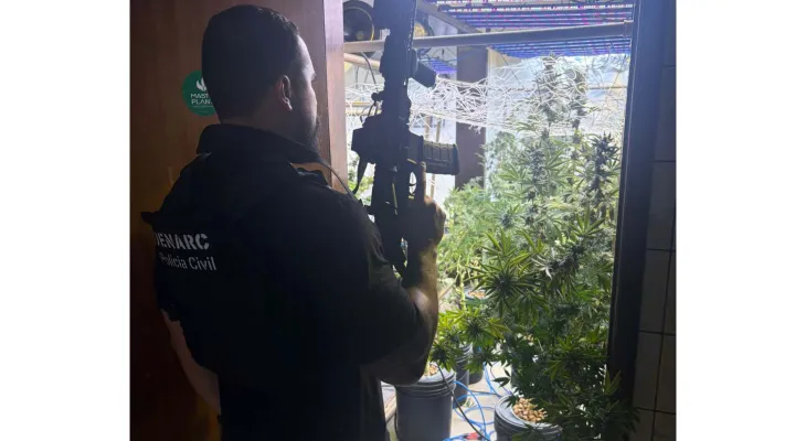 Polícia Civil fecha laboratório de maconha no bairro Portão e prende três homens em flagrante
