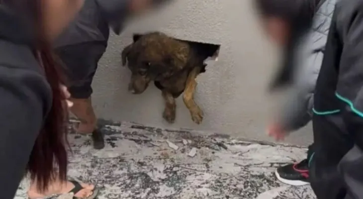 Moradores ouvem choro e quebram parede para salvar cachorrinha no Morro Alto
