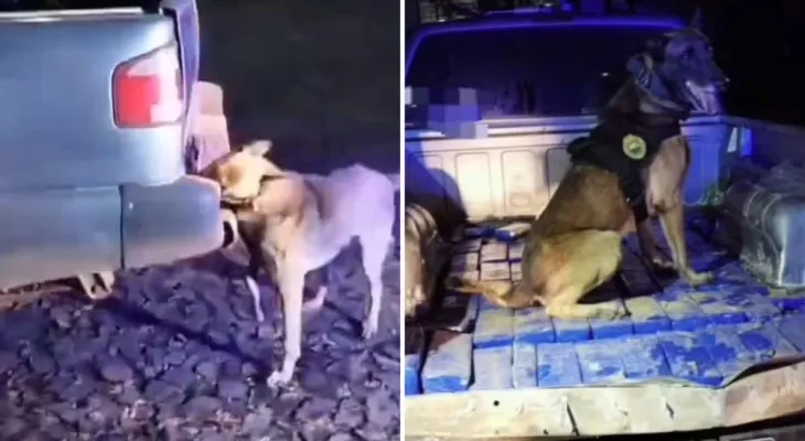 PRF e PM apreendem 103 kg de maconha na BR-376 em Ponta Grossa