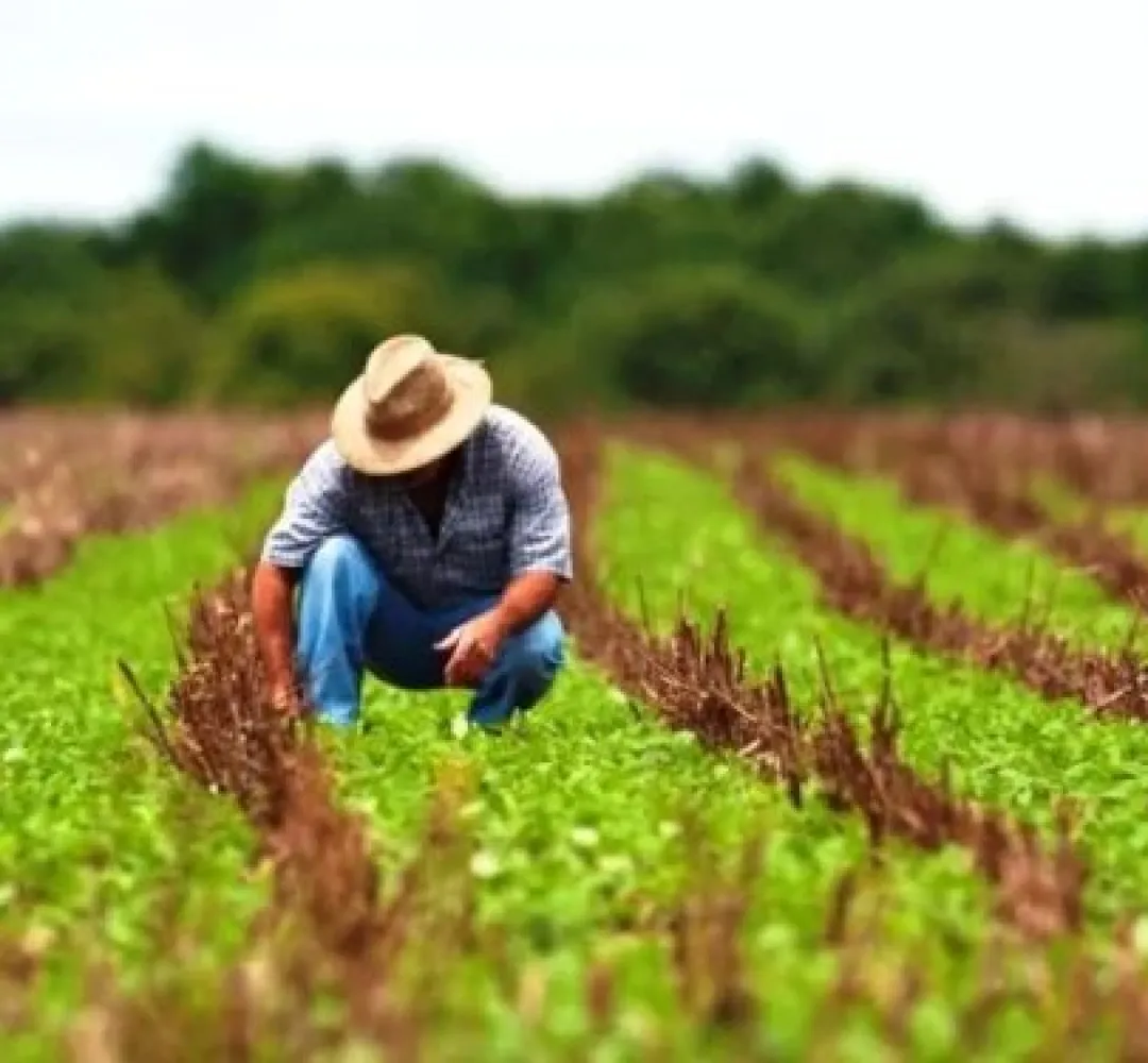 Seguro Rural e renegociação de dívidas colocam agro em semana decisiva no Congresso