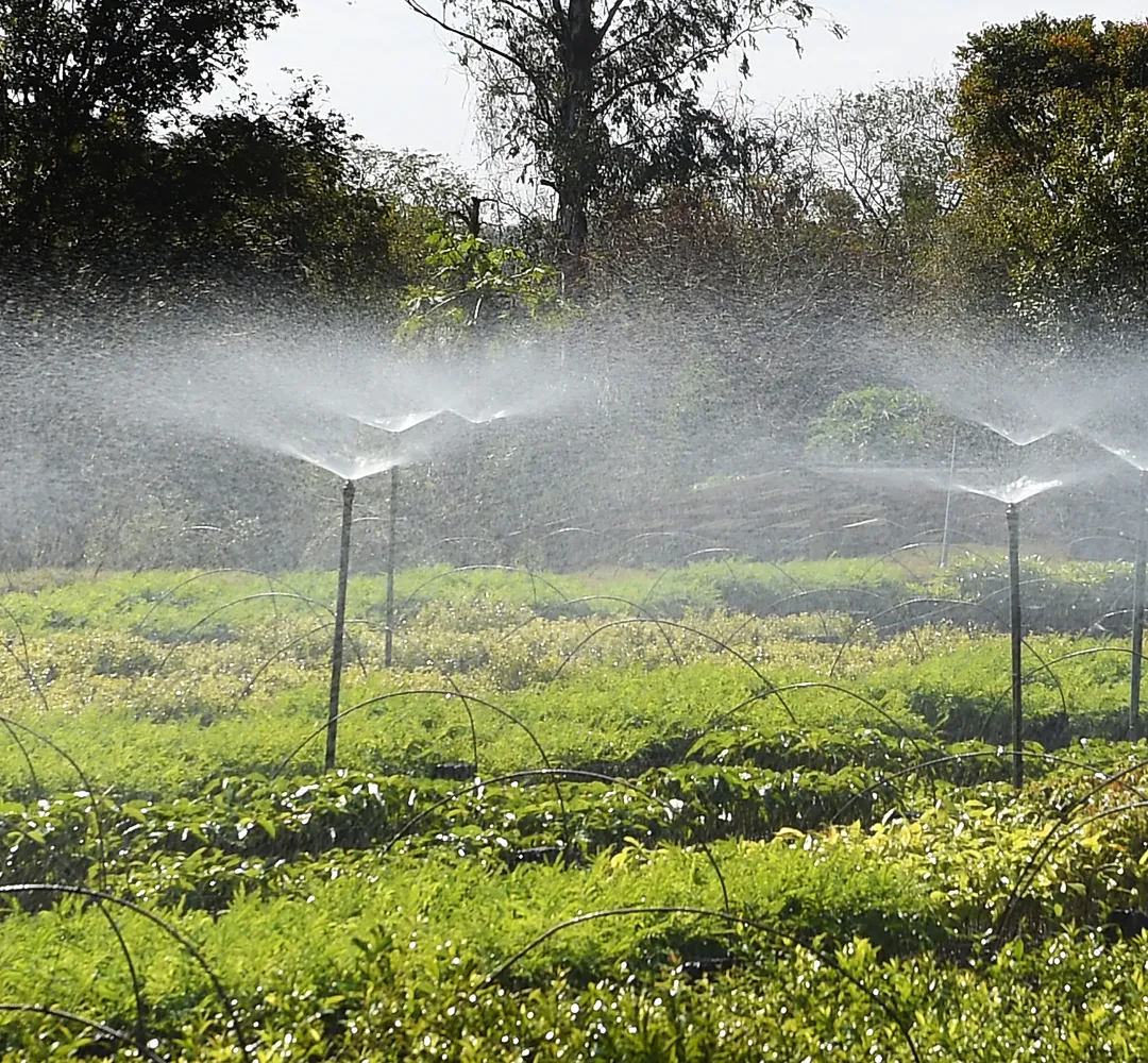 Vai plantar no inverno? IAT alerta para risco de perda de mudas nativas no Paraná