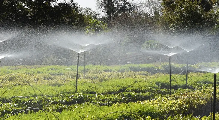 Vai plantar no inverno? IAT alerta para risco de perda de mudas nativas no Paraná