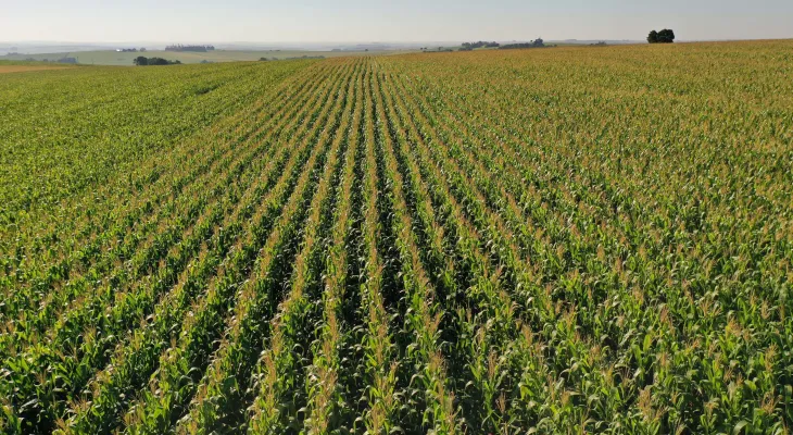 Área de milho cresce 31% no Paraná e segunda safra bate recorde histórico