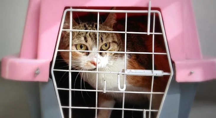 Câmara de Cascavel vota hoje projeto que libera pets no transporte coletivo