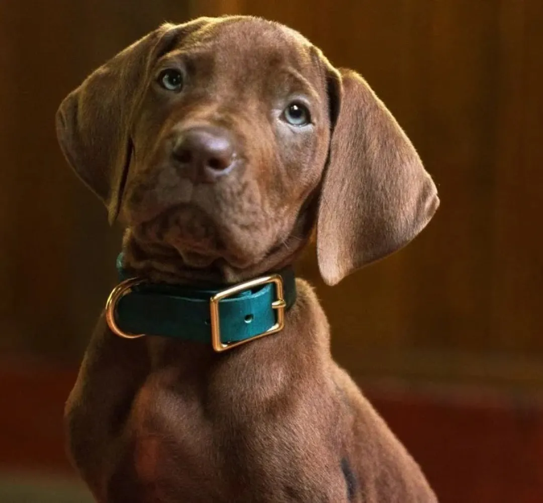 Netflix usará cachorro de verdade em nova série live-action de Scooby-Doo