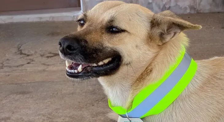 Ataques de cães acendem alerta e deputado propõe coleiras refletivas no Paraná