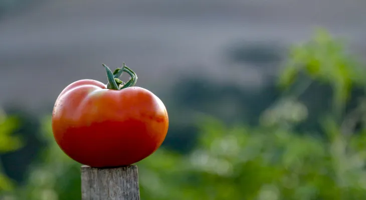 Tomate dispara mais de 20% e ajuda a pressionar inflação dos alimentos