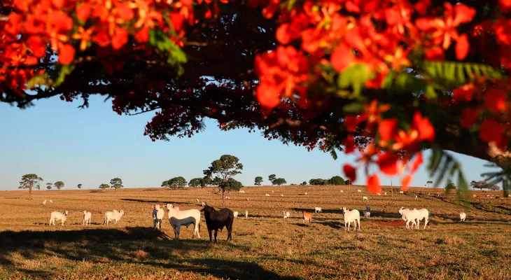 Atualização de rebanho entra na reta final; prazo termina na próxima terça-feira no Paraná
