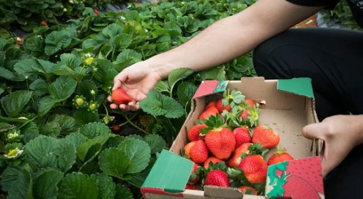 Plano Safra aumenta recursos, mas desagrada produtores e bancada do agro