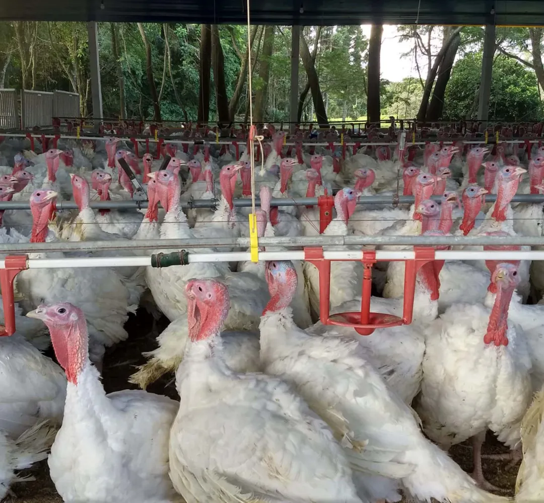Exportação de carne de peru do Paraná dobra em 2026; Deral prevê queda no preço da carne bovina