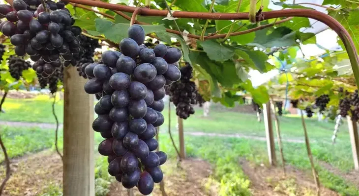 Tarifa dos EUA poupa maioria das frutas brasileiras, mas uva fica fora da lista de isenção