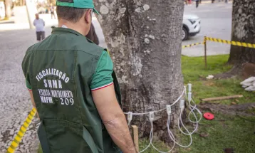 Curitiba reforça vistoria em árvores da região central com uso de tomógrafo sônico