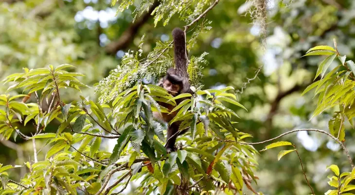 Entidade cobra compromisso de candidatos com direitos da natureza