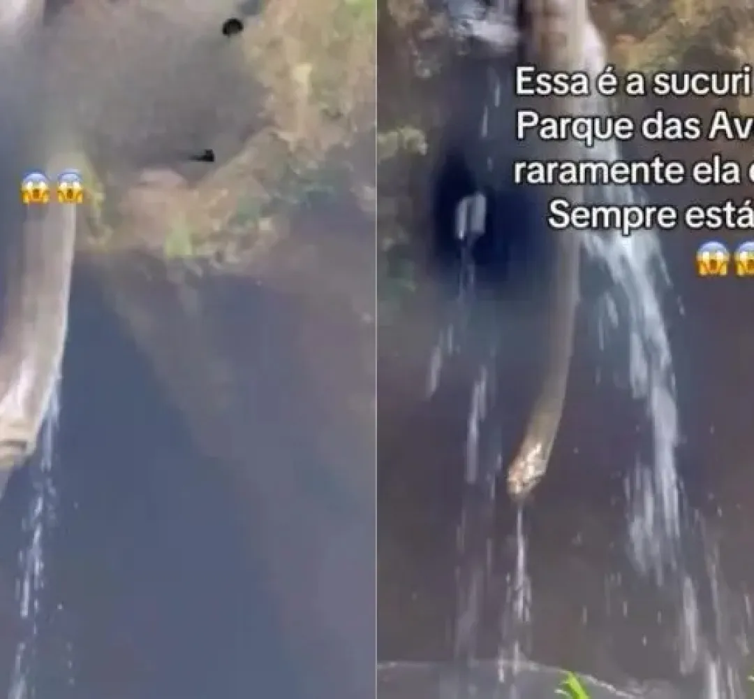 Sucuri surpreende visitantes durante passeio no Parque das Aves em Foz