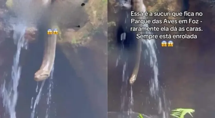 Sucuri surpreende visitantes durante passeio no Parque das Aves em Foz