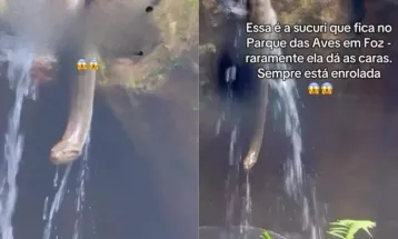 Sucuri surpreende visitantes durante passeio no Parque das Aves em Foz