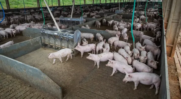 Produtor de suínos recebe 11% menos do que gasta para produzir no Paraná