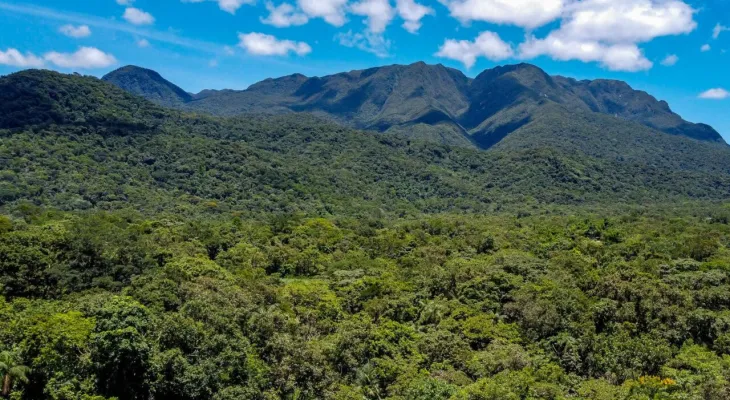 Cinco autorizações concentram 95% das áreas liberadas pelo IAT para supressão de vegetação em 2026