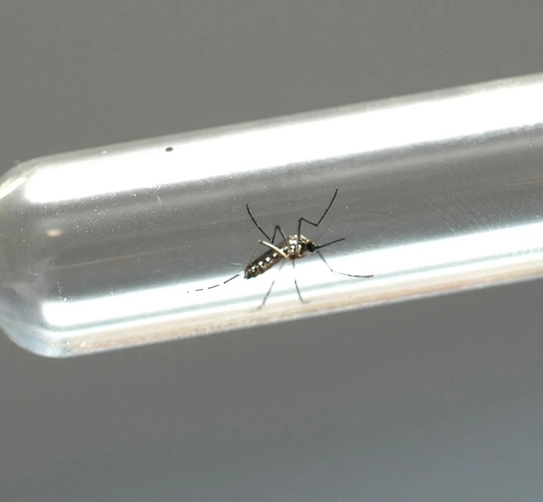 Casos de dengue despencam no Paraná, mas autoridades alertam para cuidados contínuos